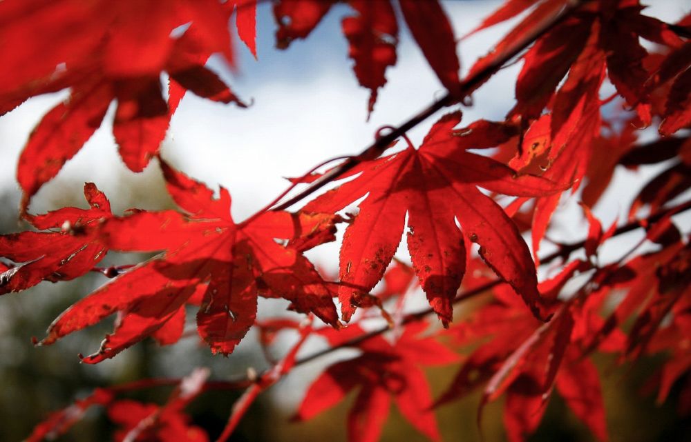 Red leaves against a blue and cloudy sky