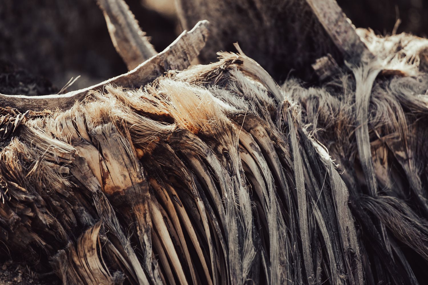 A closeup of bark texture
