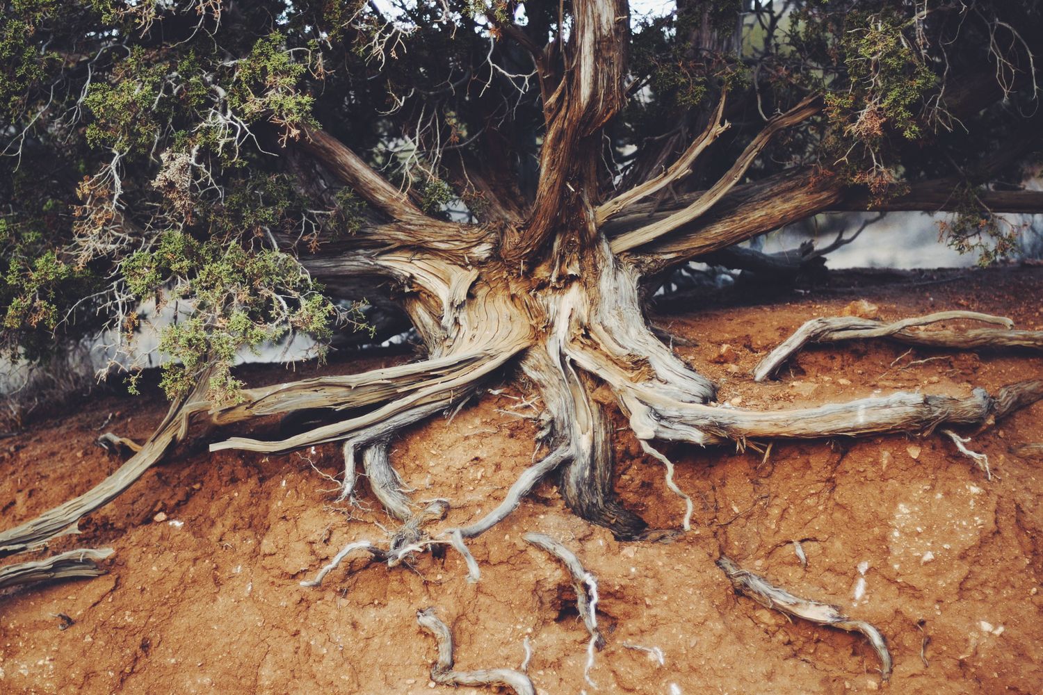 A close up of roots in red dirt