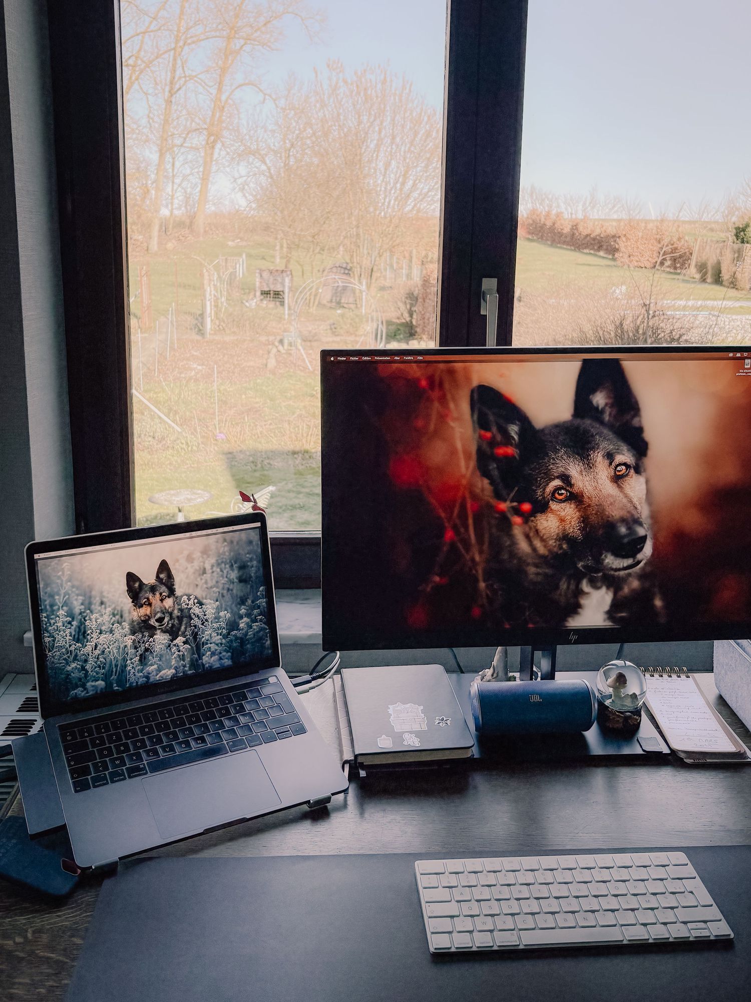 Photographe de chien en Belgique