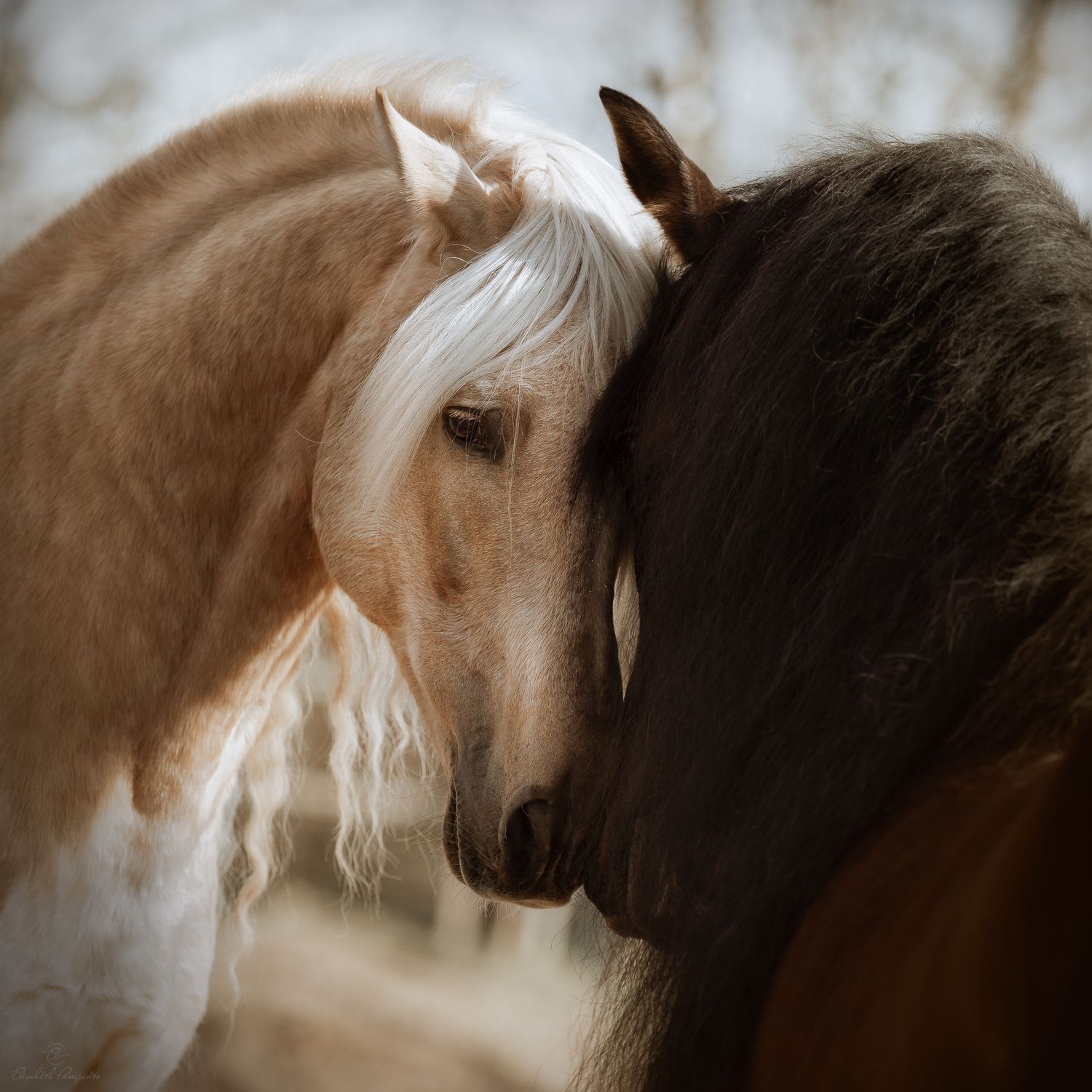 Elisabeth Panepinto. Photographe spécialiste du cheval et du chien en Belgique. Animaux de compagnie et vétérinaire.