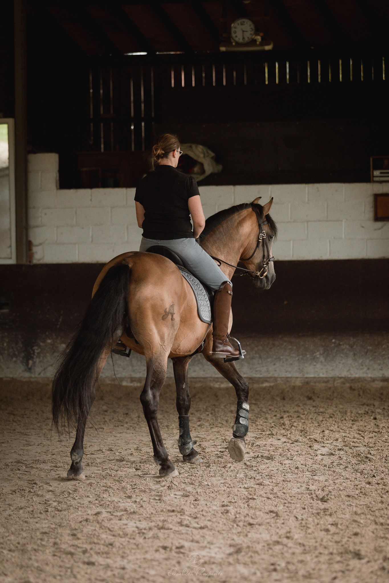 Elisabeth Panepinto. Photographe spécialiste du cheval et du chien en Belgique. Animaux de compagnie et vétérinaire.