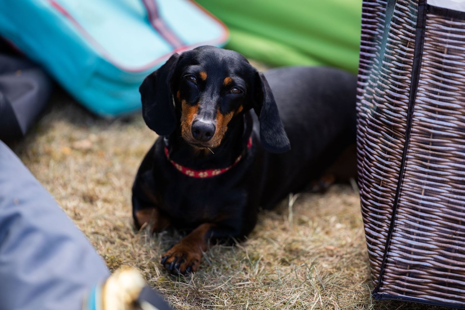 Black dachshund dogs resting on grass near wicker baskets.