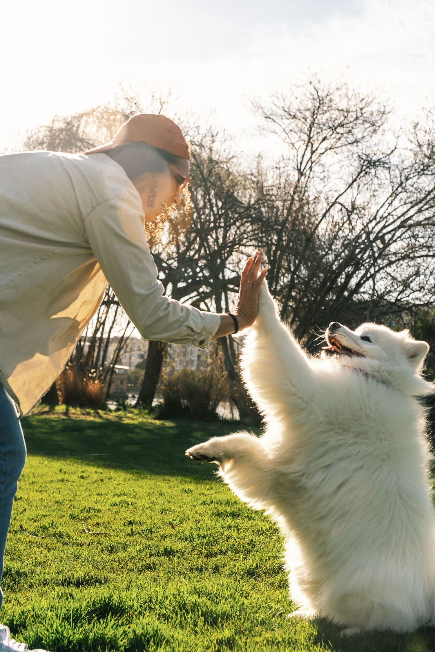 A fluffy white Samoyed dog playing and jumping up to high-five with someone on a sunny grassy lawn at sunset.