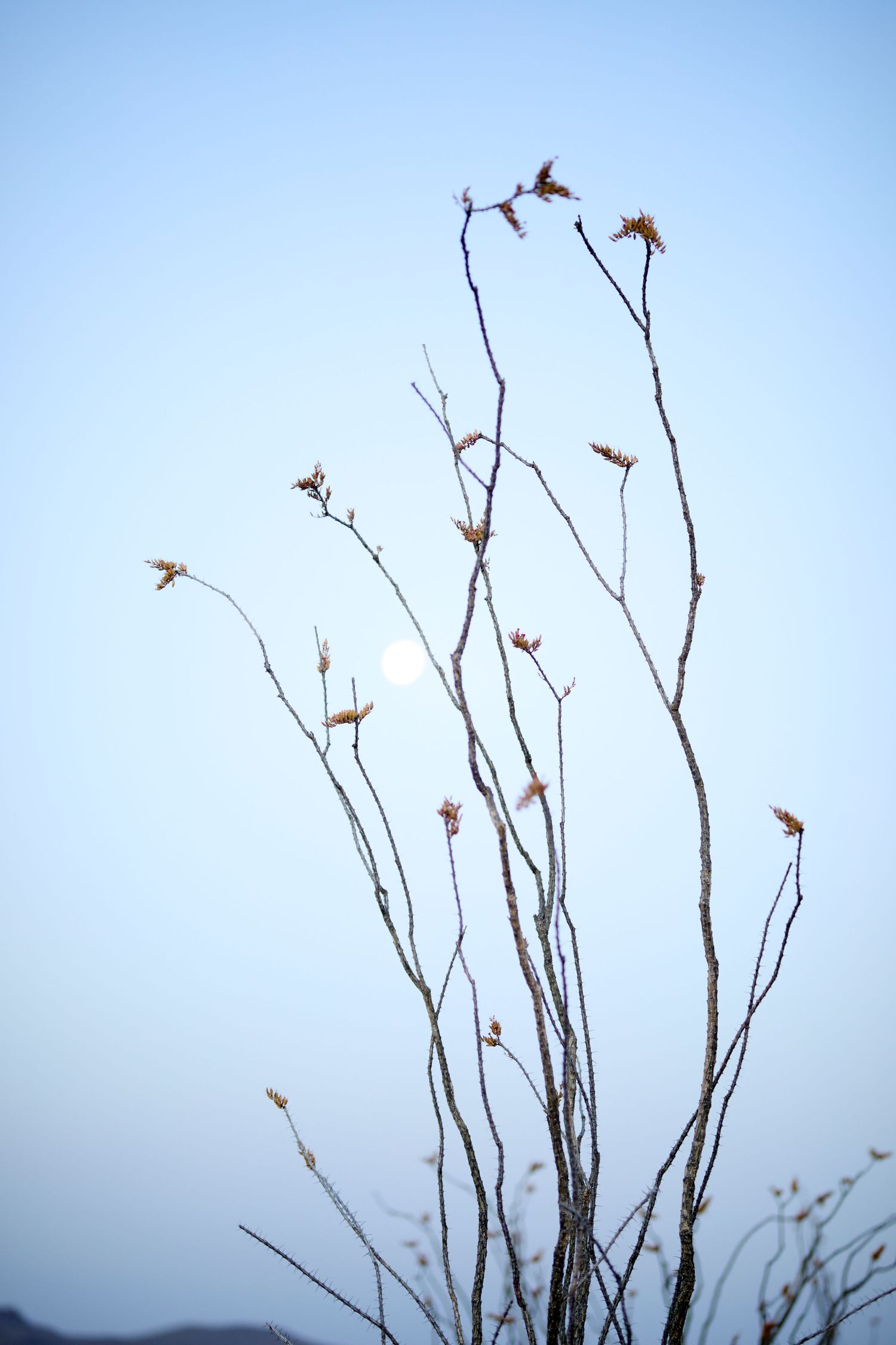 Bare branches with dried seedpods silhouetted against pale blue winter sky.