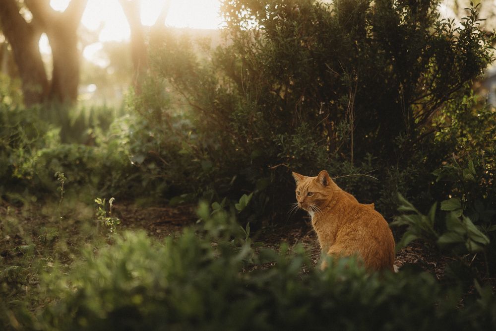 Swenson House cat playing in the garden at sunset