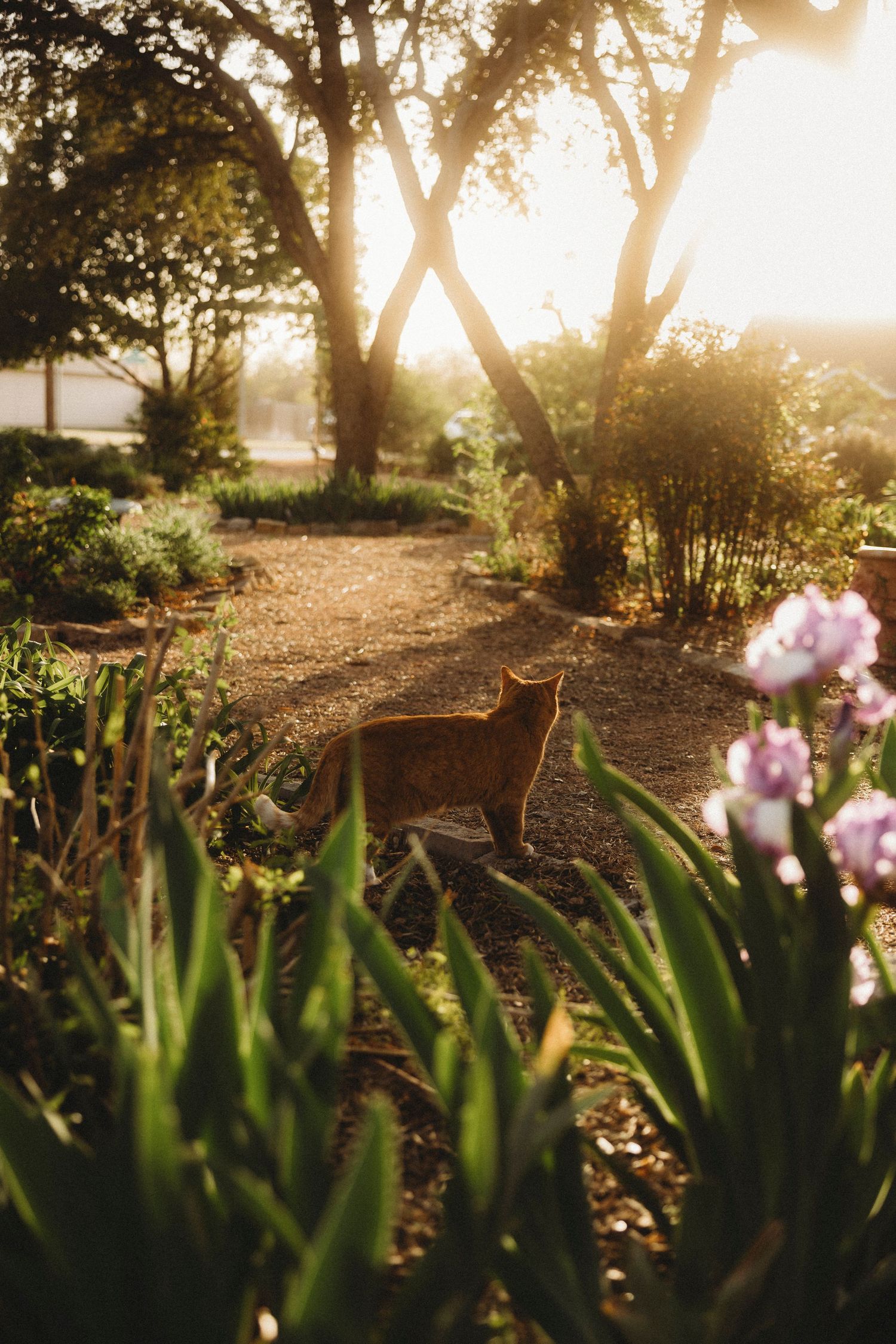 Swenson House cat in the garden at sunset surrounded by flowers and greenery