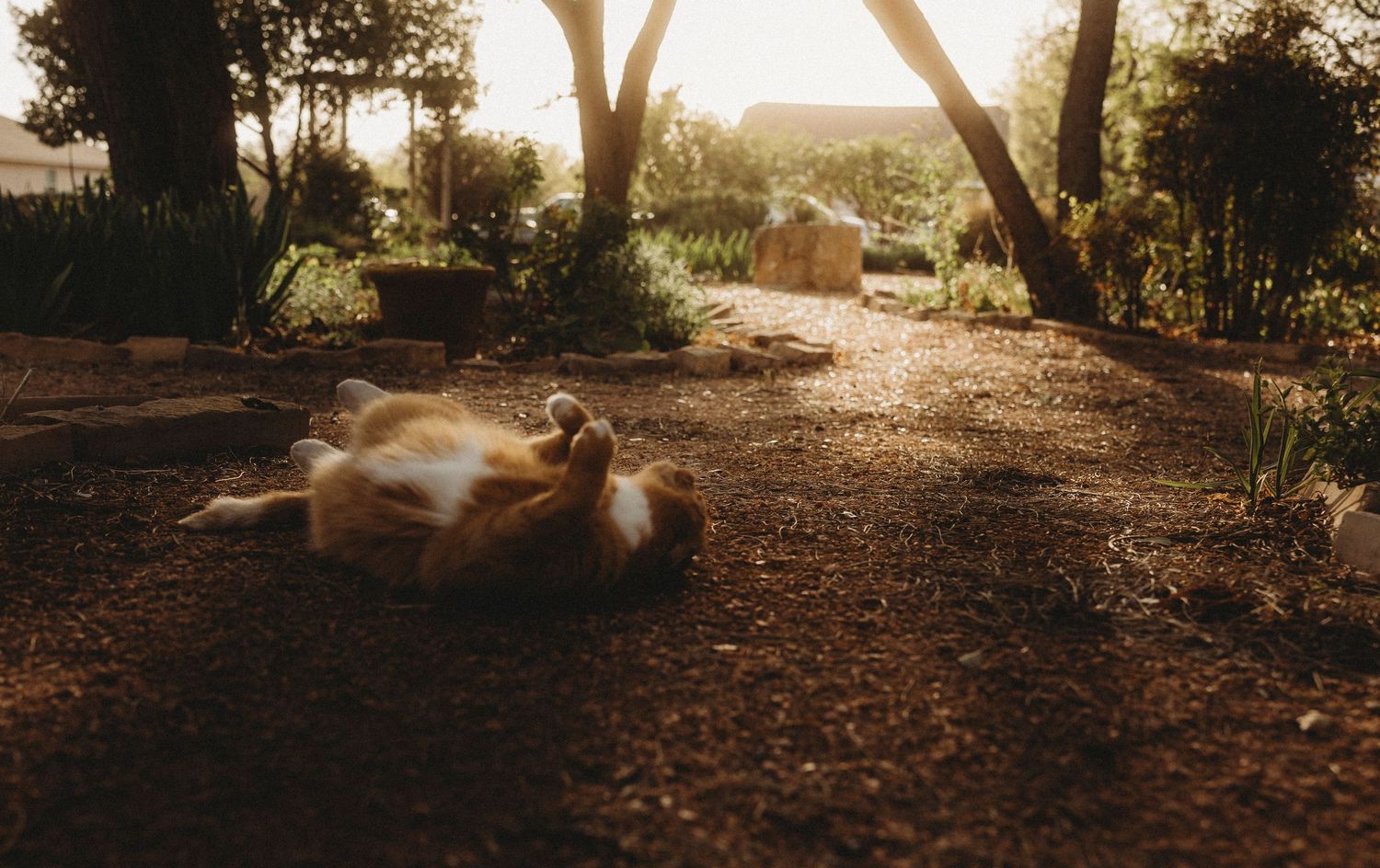 Swenson House cat playing in the garden at sunset in Abilene, TX