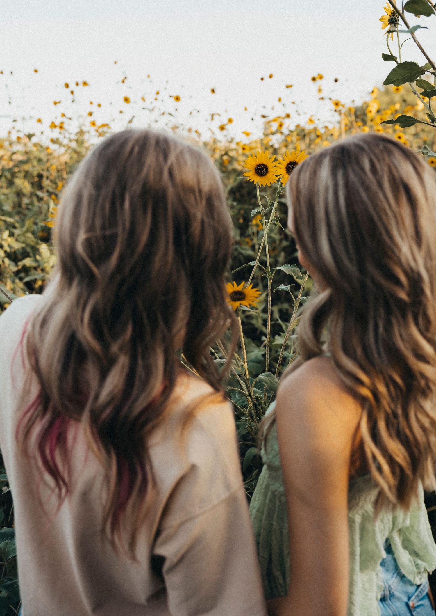Two high school senior girls stand among sunflowers during a golden hour senior session in Abilene, Texas.