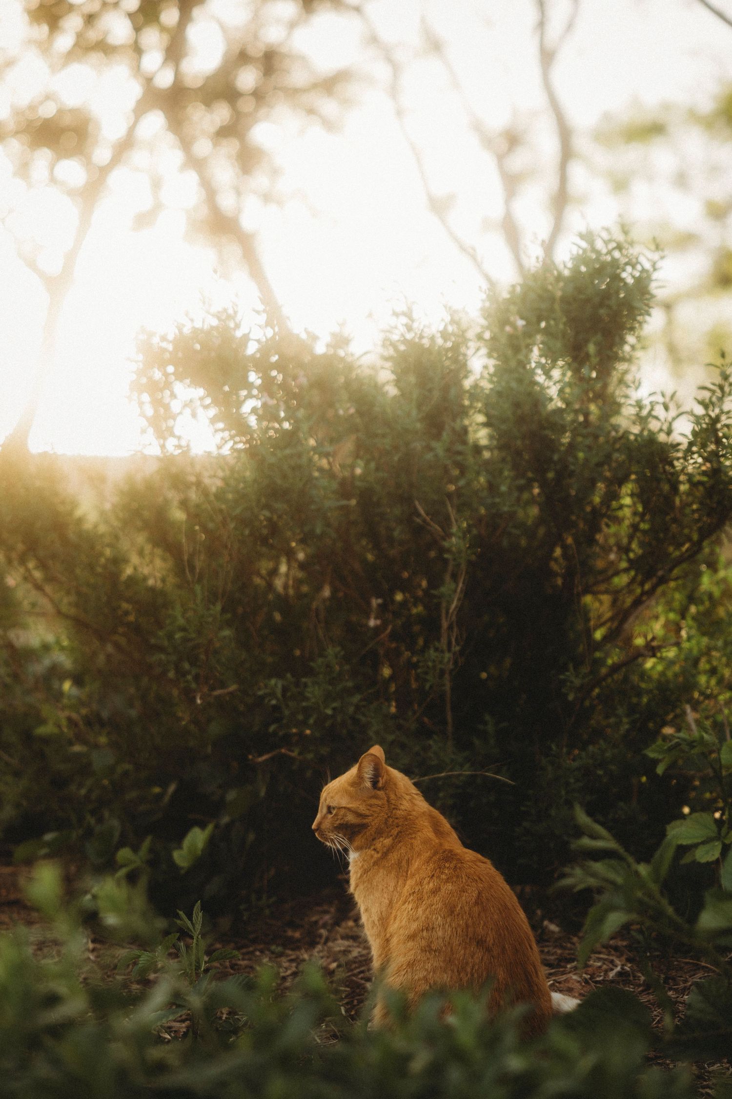 Swenson House cat in the garden at sunset during golden dreamy hour in Abilene, TX