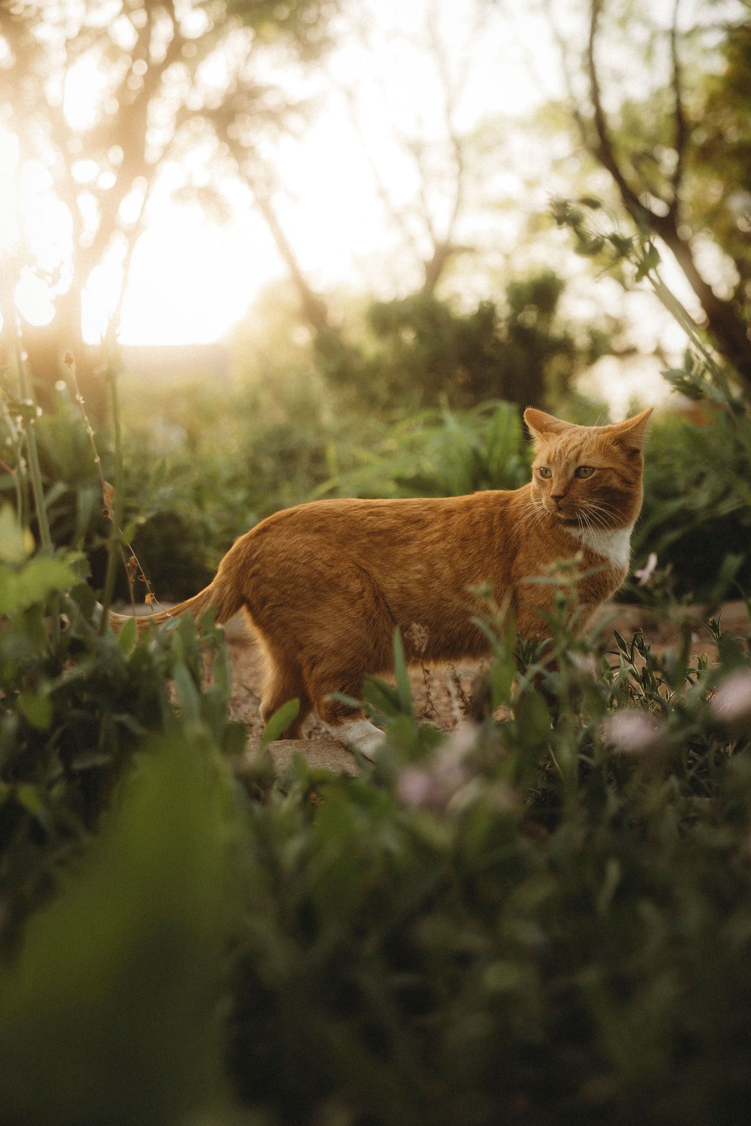 Swenson House cat in the garden during a dreamy sunset