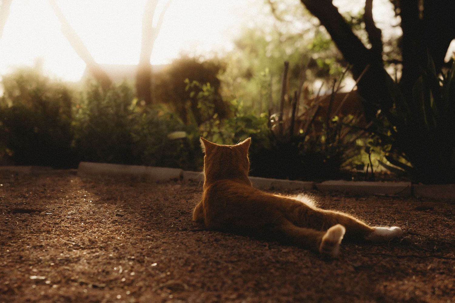 Swenson House cat lounging in the garden at sunset in Abilene,TX