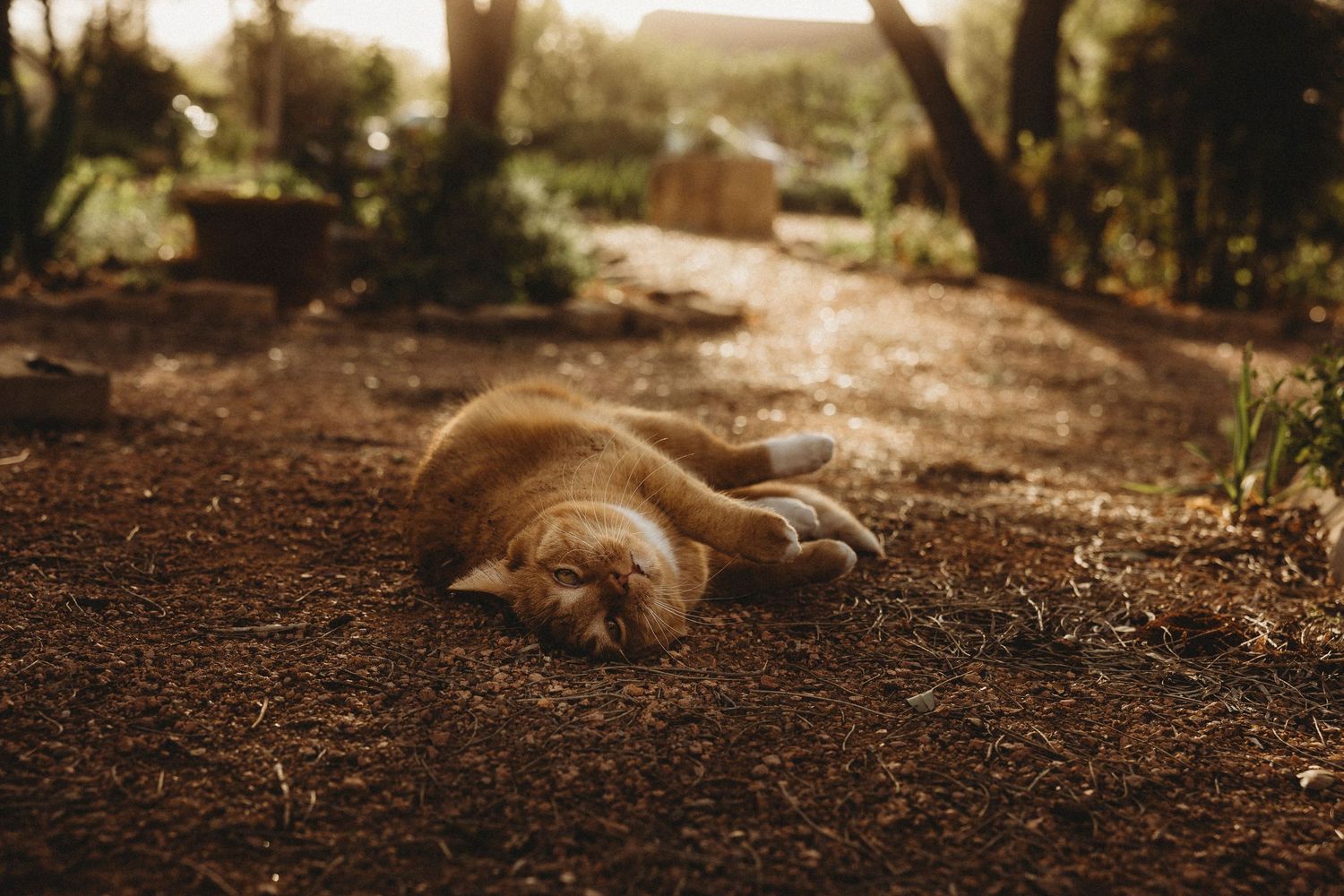 Swenson House cat playing in the garden at sunset