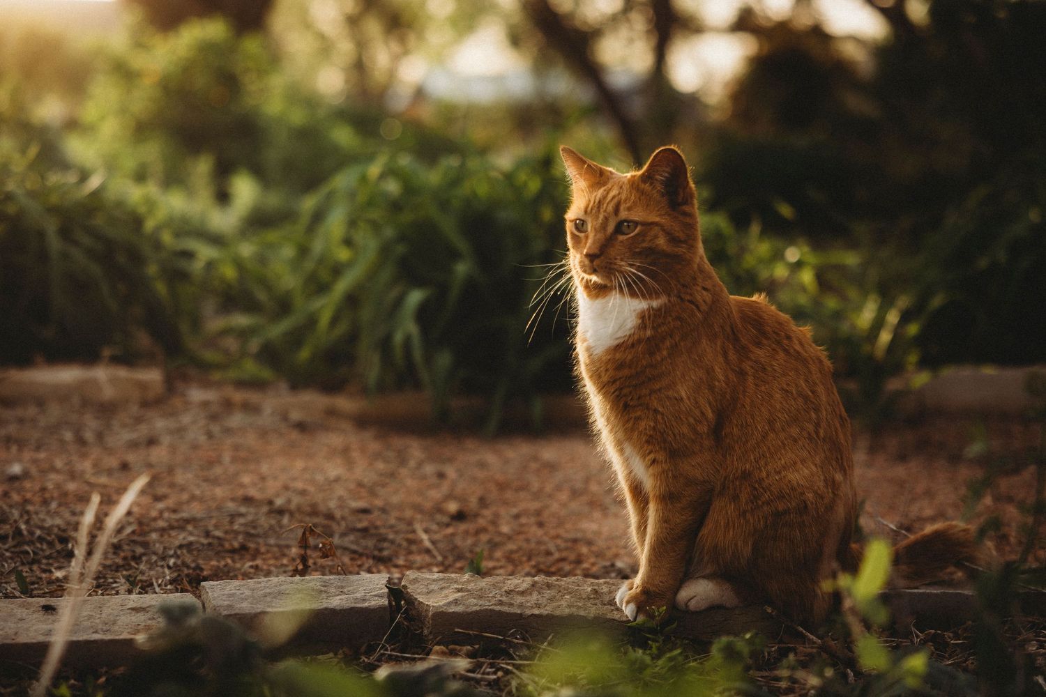 Swenson House cat in the garden at sunset