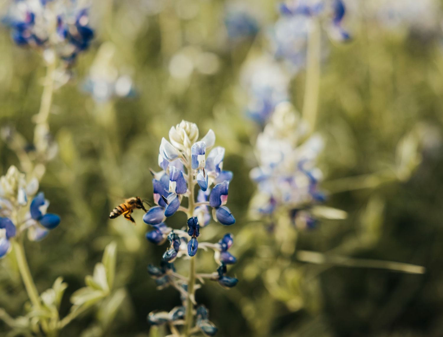 Bumblebee flying around Texas bluebonnet in a garden in Abilene, TX