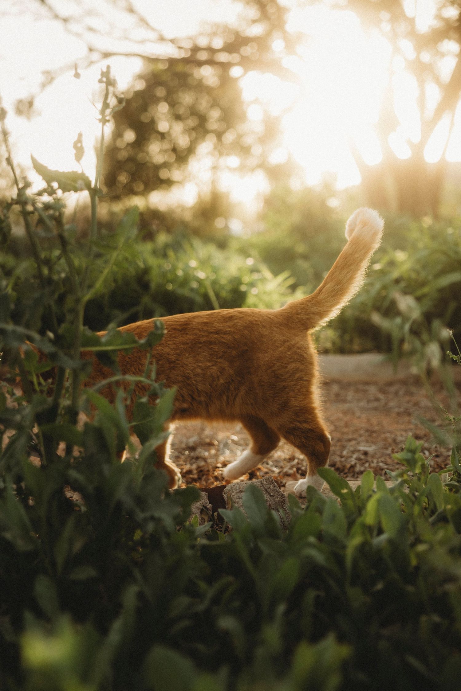 Swenson House cat exploring in the garden at sunset Abilene, tx