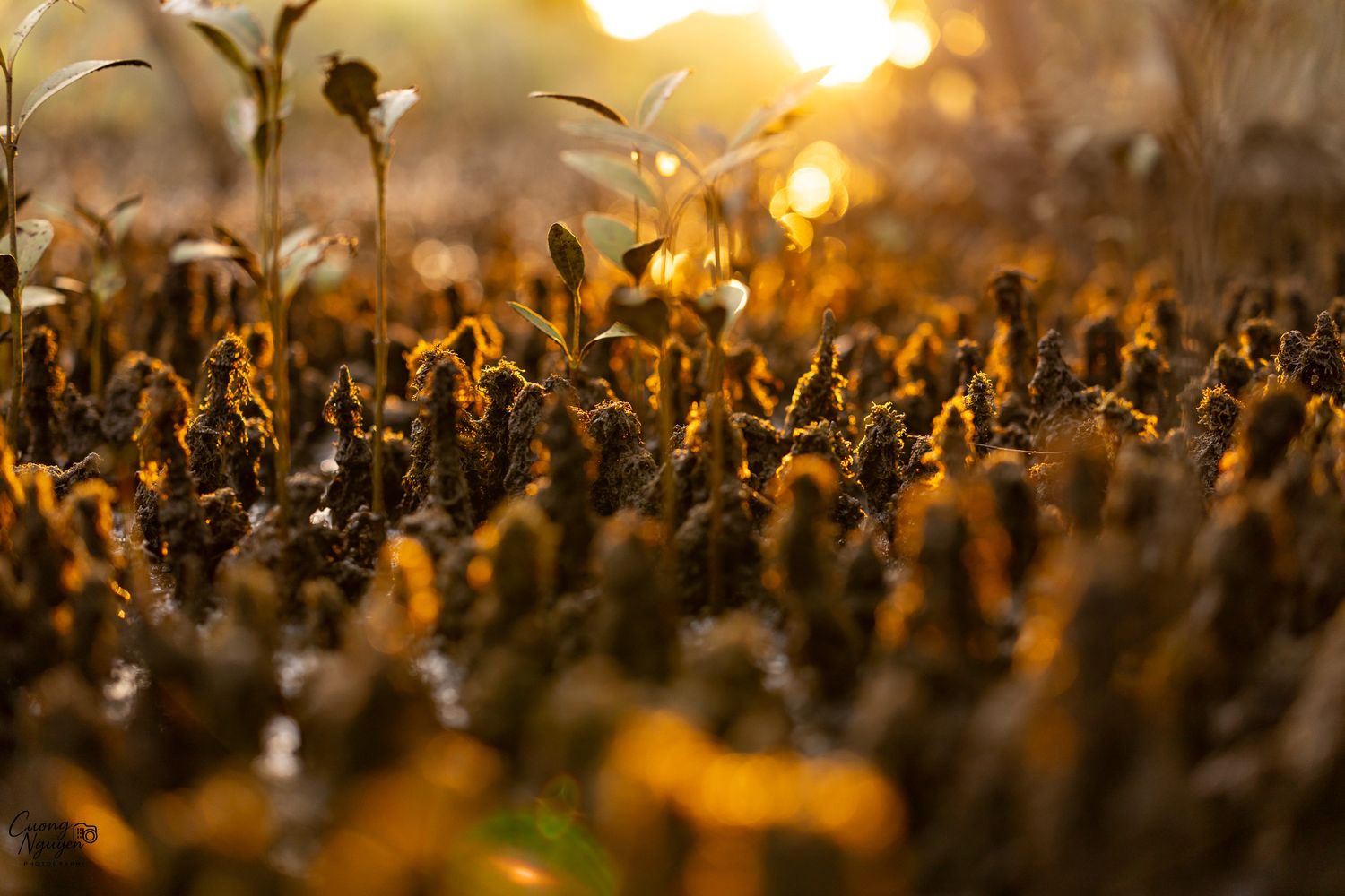 Award-winning nature photography Brisbane - Golden Breath by Cuong Nguyen