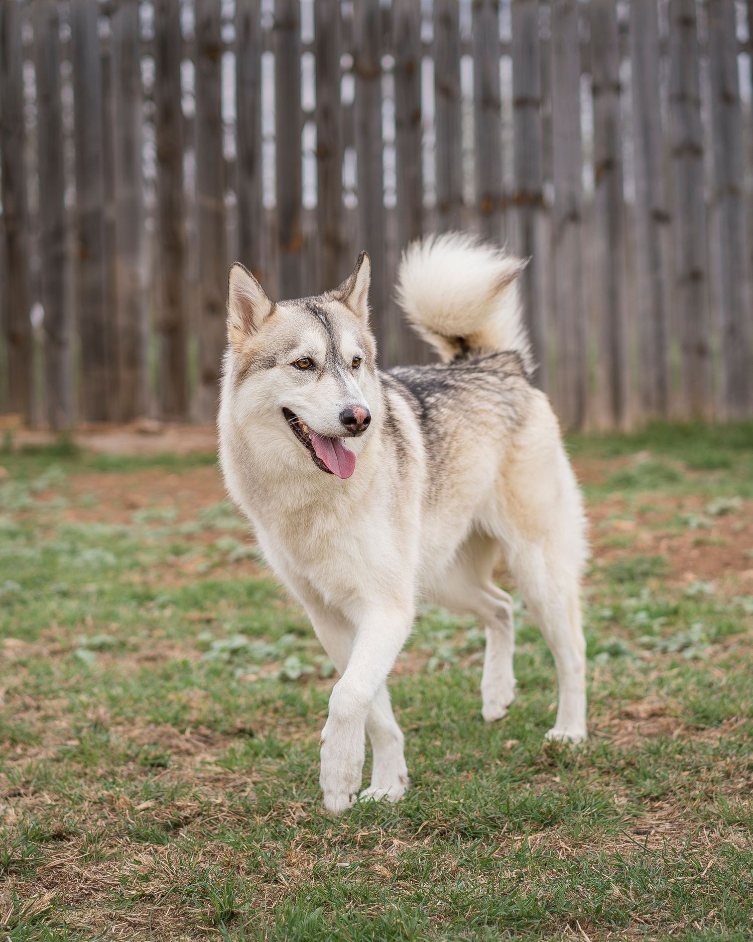 Dog Walking in backyard
