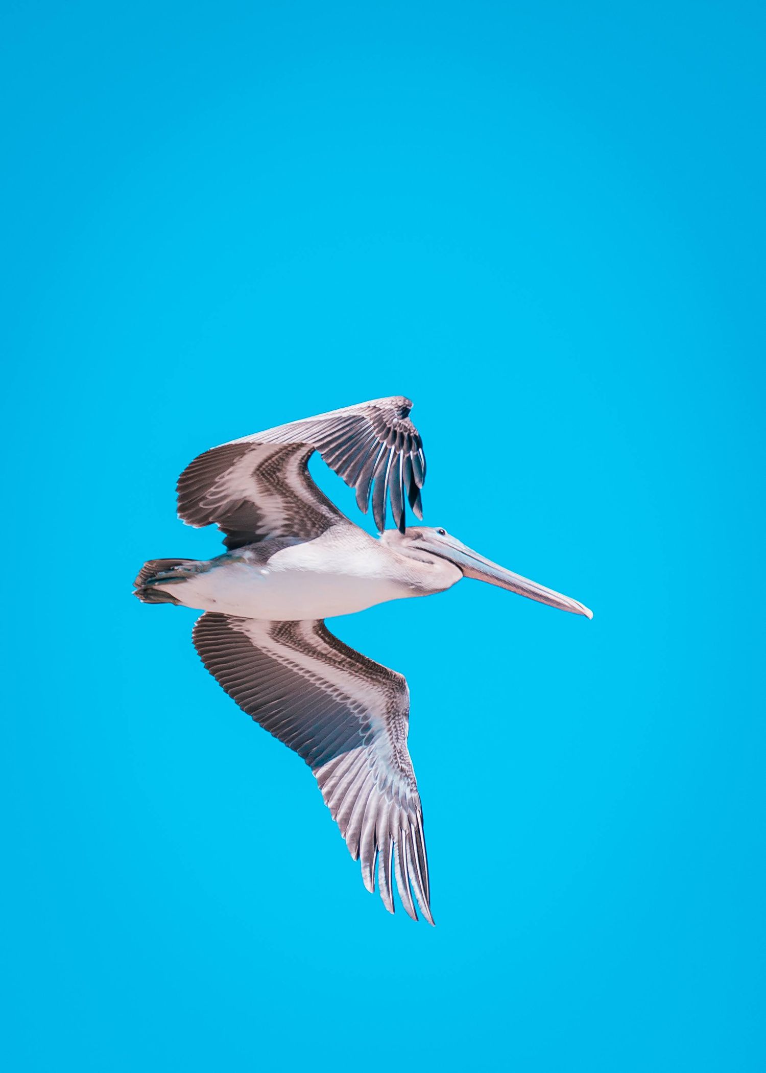 Pelican flying
