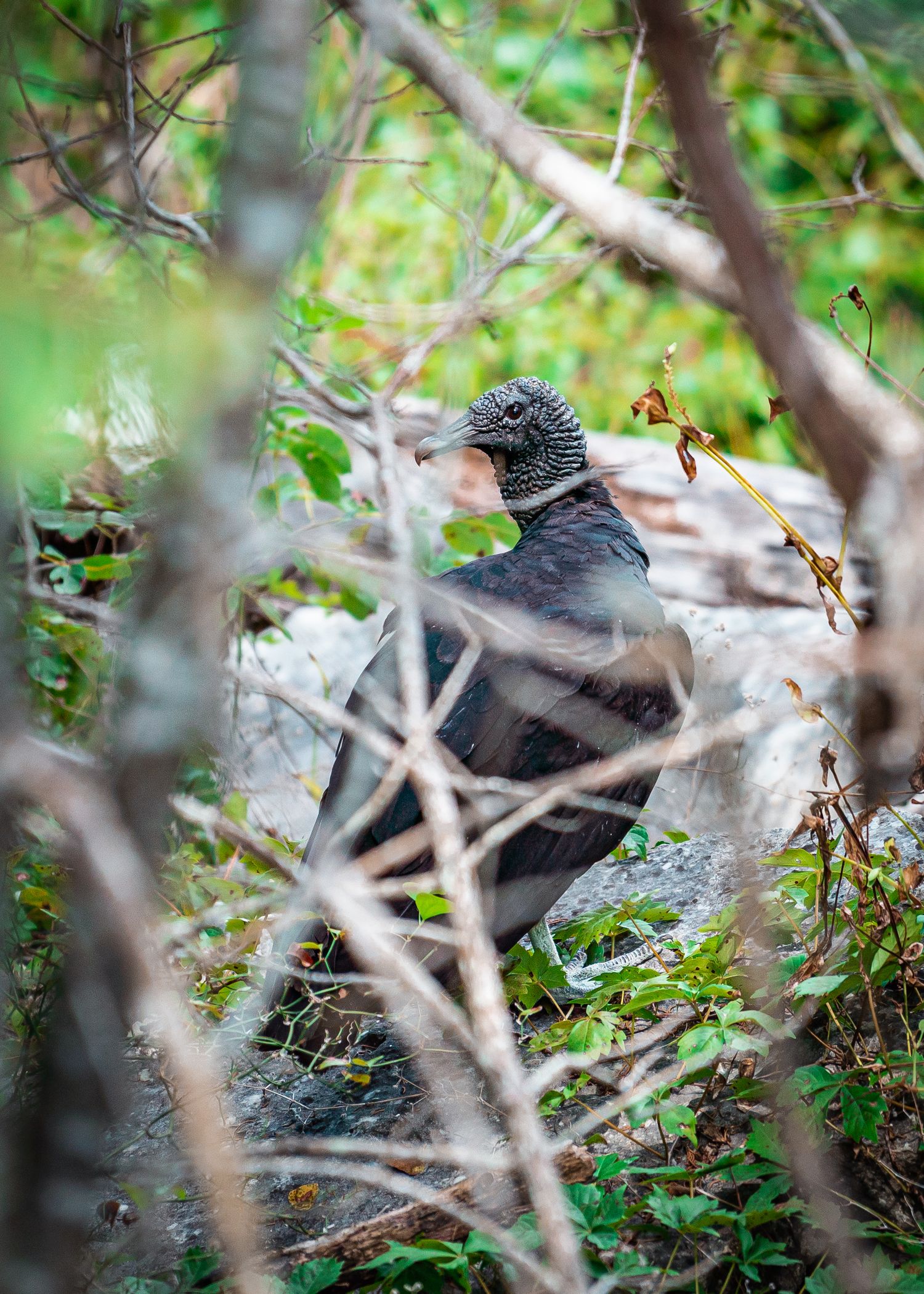 Buzzard