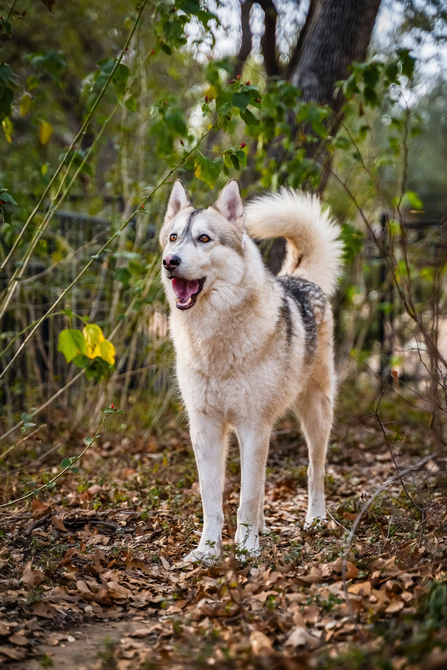 Dog with lots of expression
