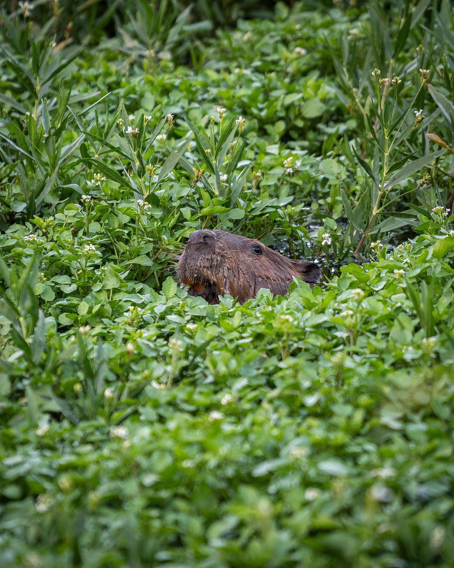 Beaver swimming and peaking it's head through grass