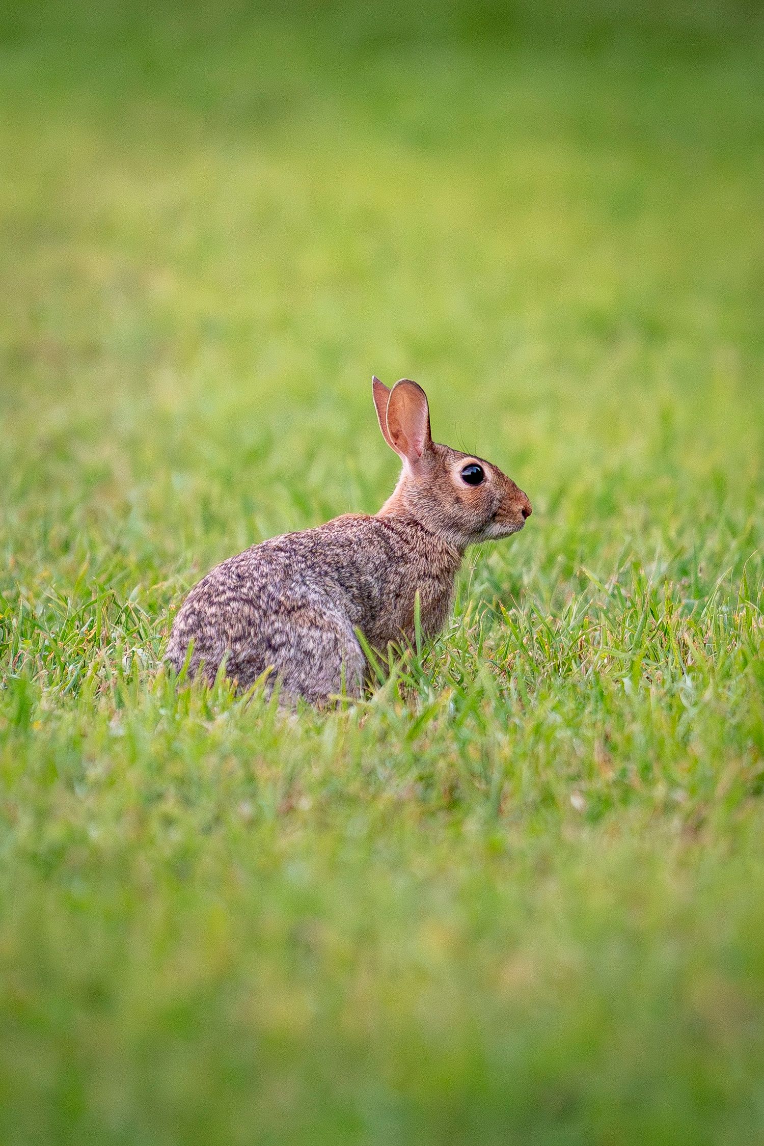 Bunny sitting in grass
