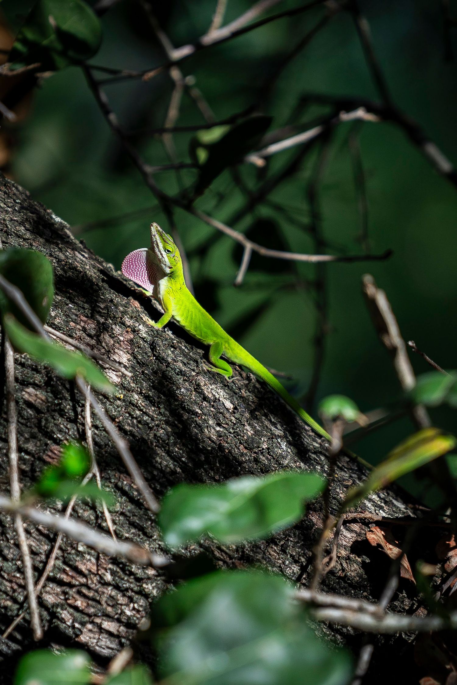 Lizard on tree
