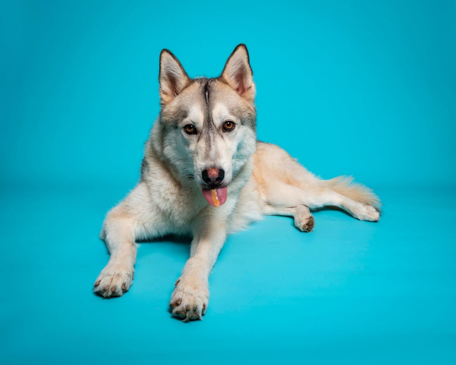 Studio photo of dog laying down with blue background