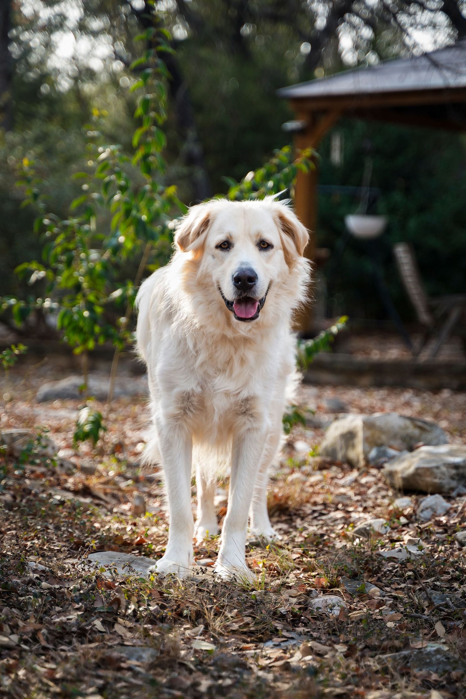 White Dog looking at camera in nature