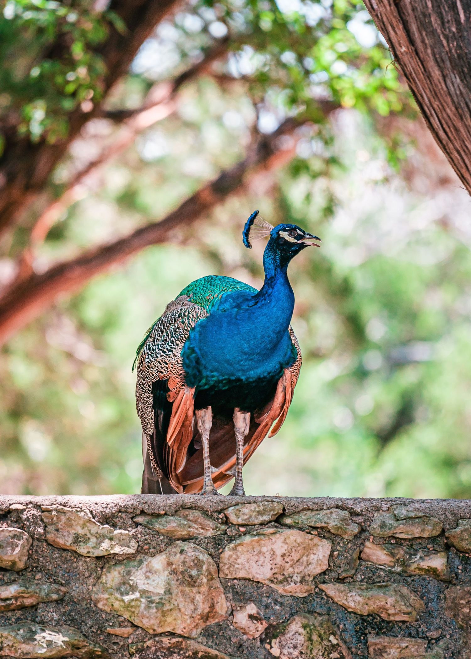 Peacock standing on stone wall