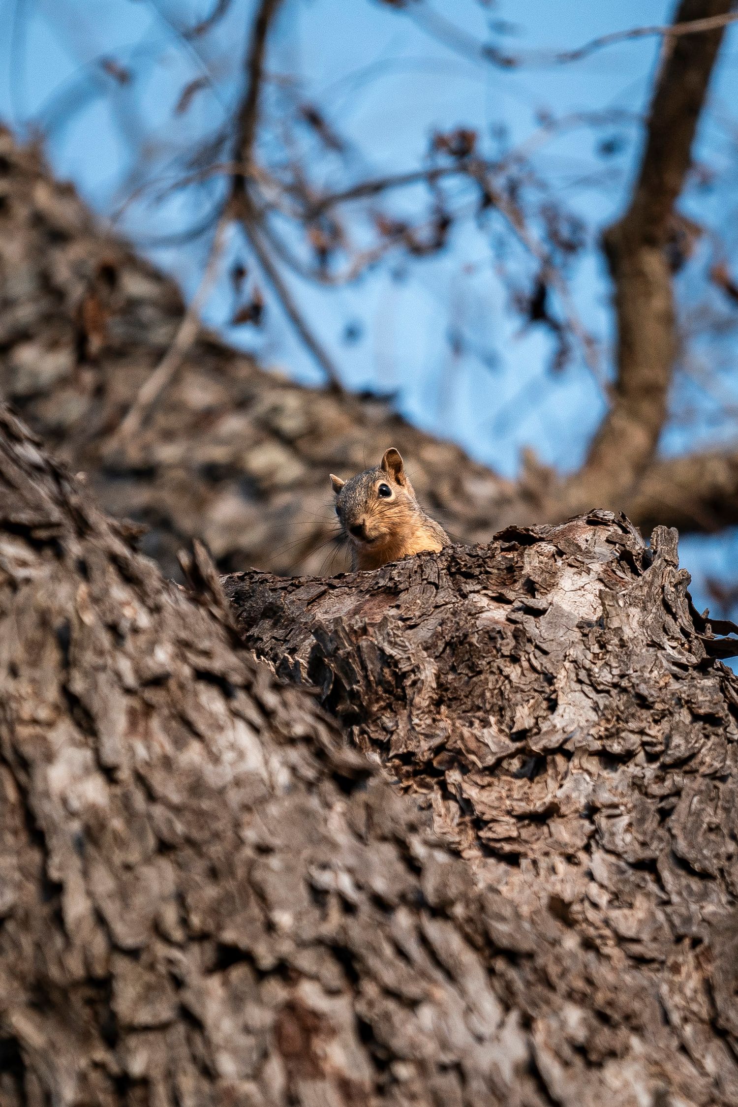 Squirrel peaking out of tree