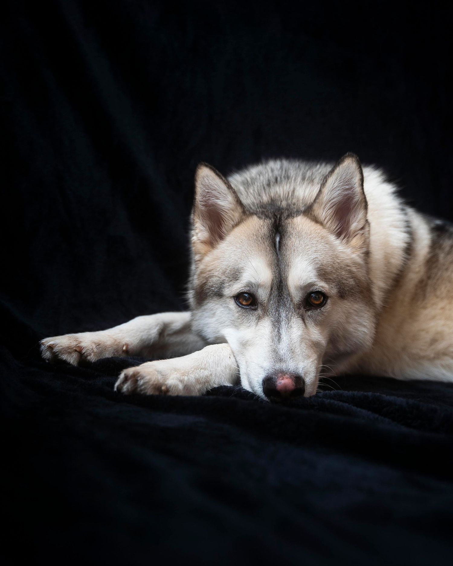 Studio photo of dog laying down looking at camera in a studio with black background