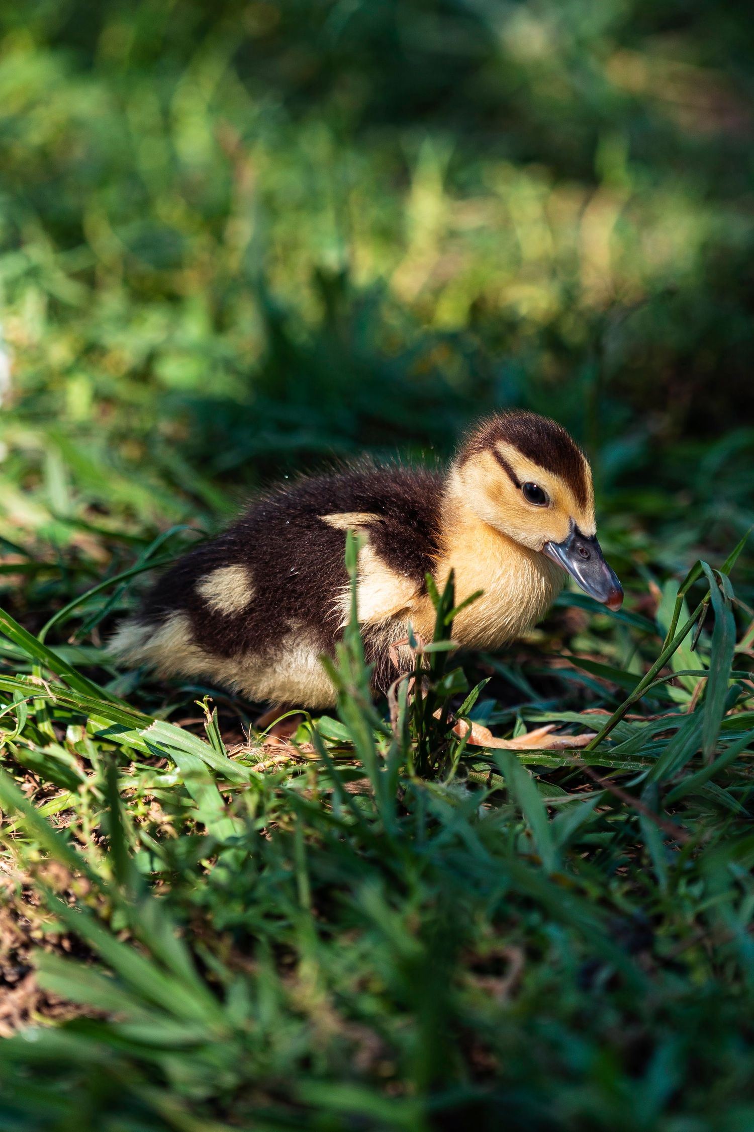 Baby duck walking in grass