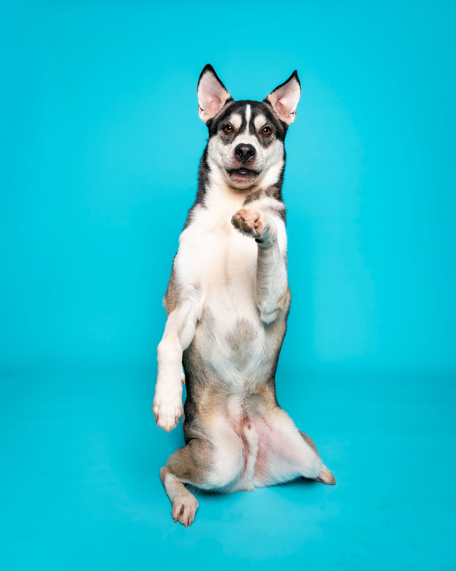 Studio photo of dog sitting pretty with blue background