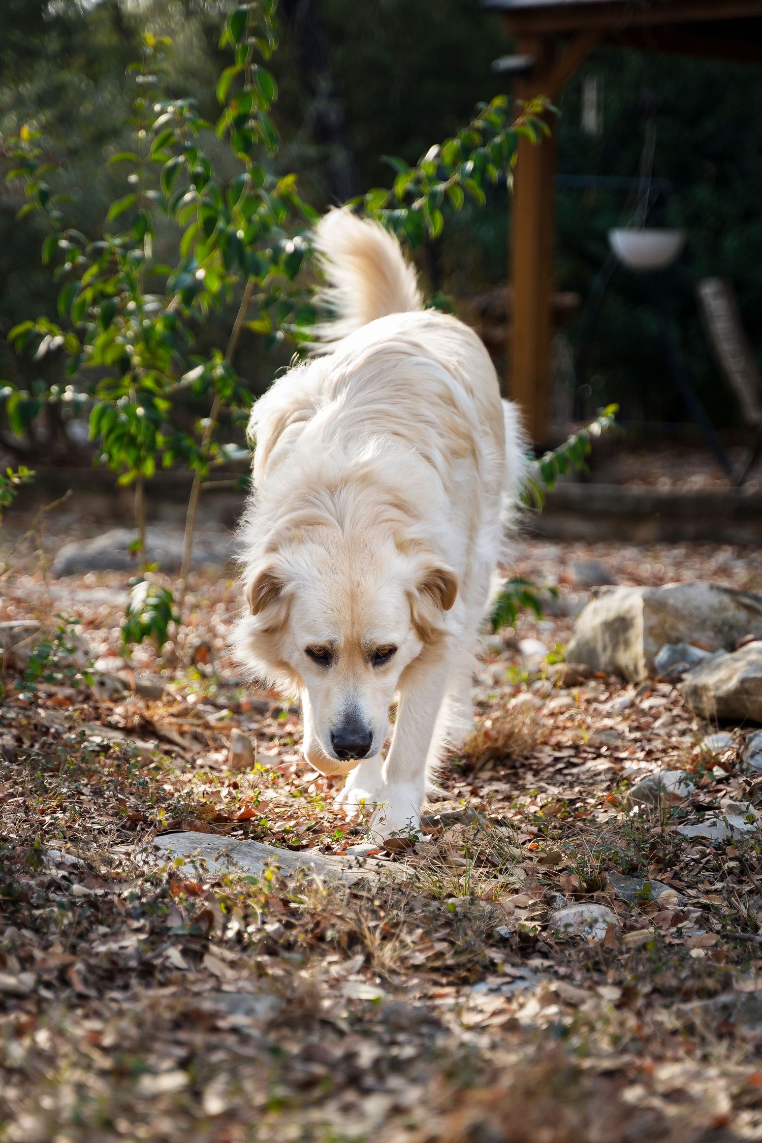 White Dog walking and sniffing ground