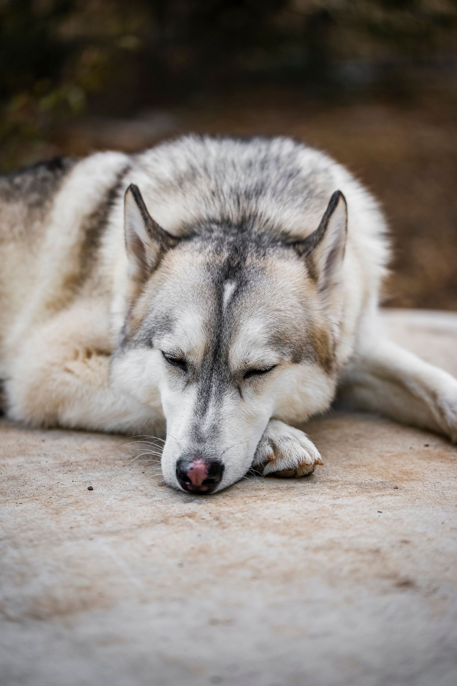 Dog Sleeping