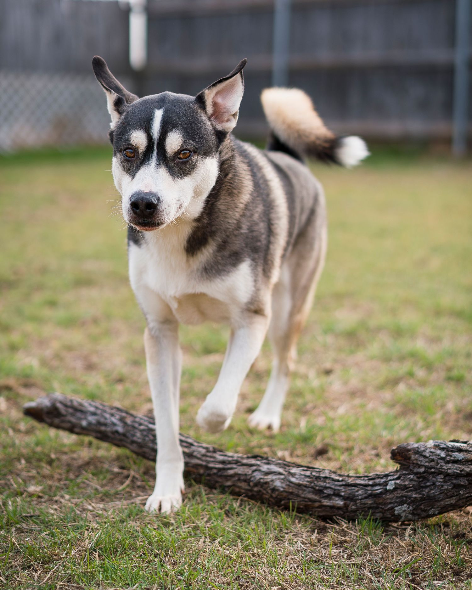 Dog walking over log