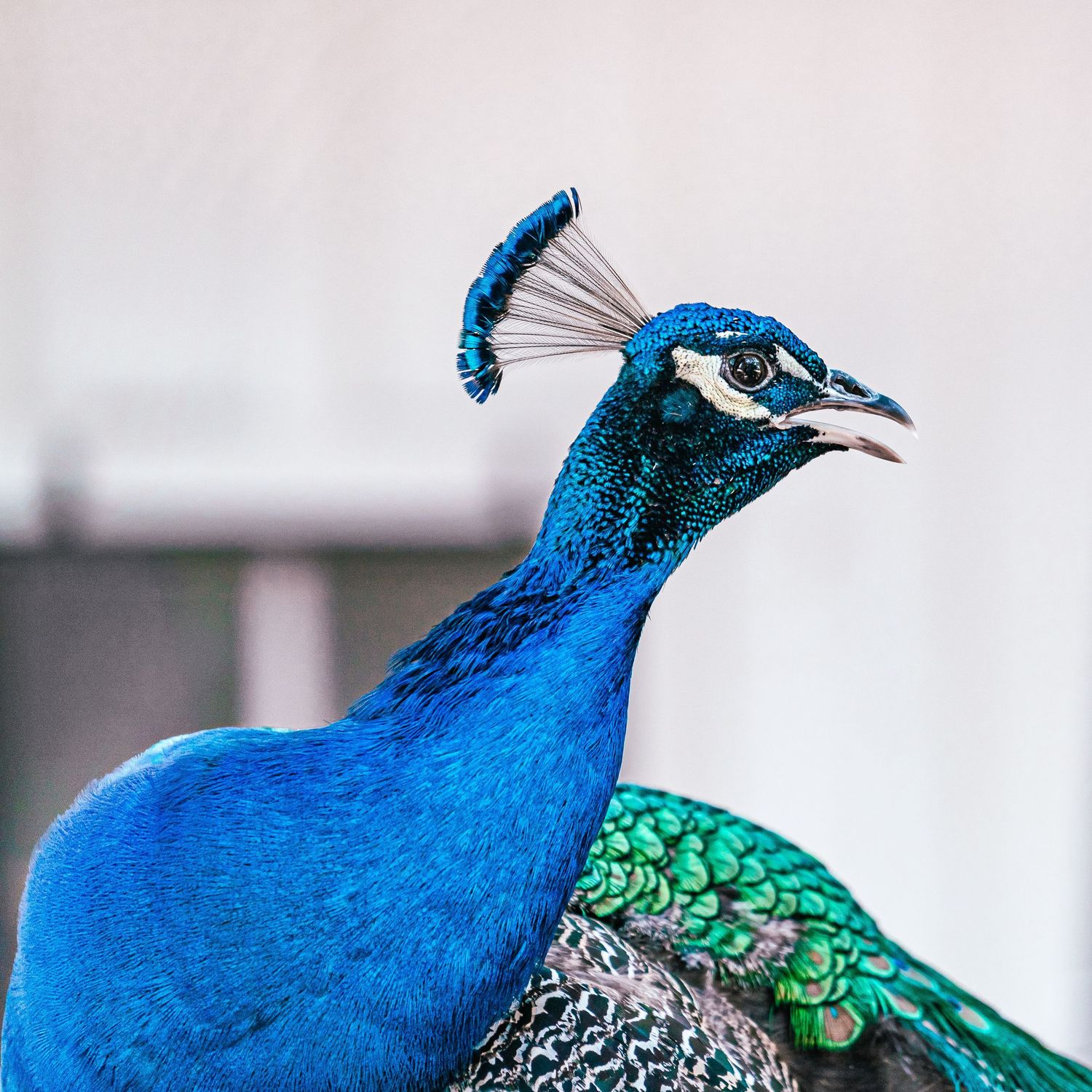 Portrait of peacock