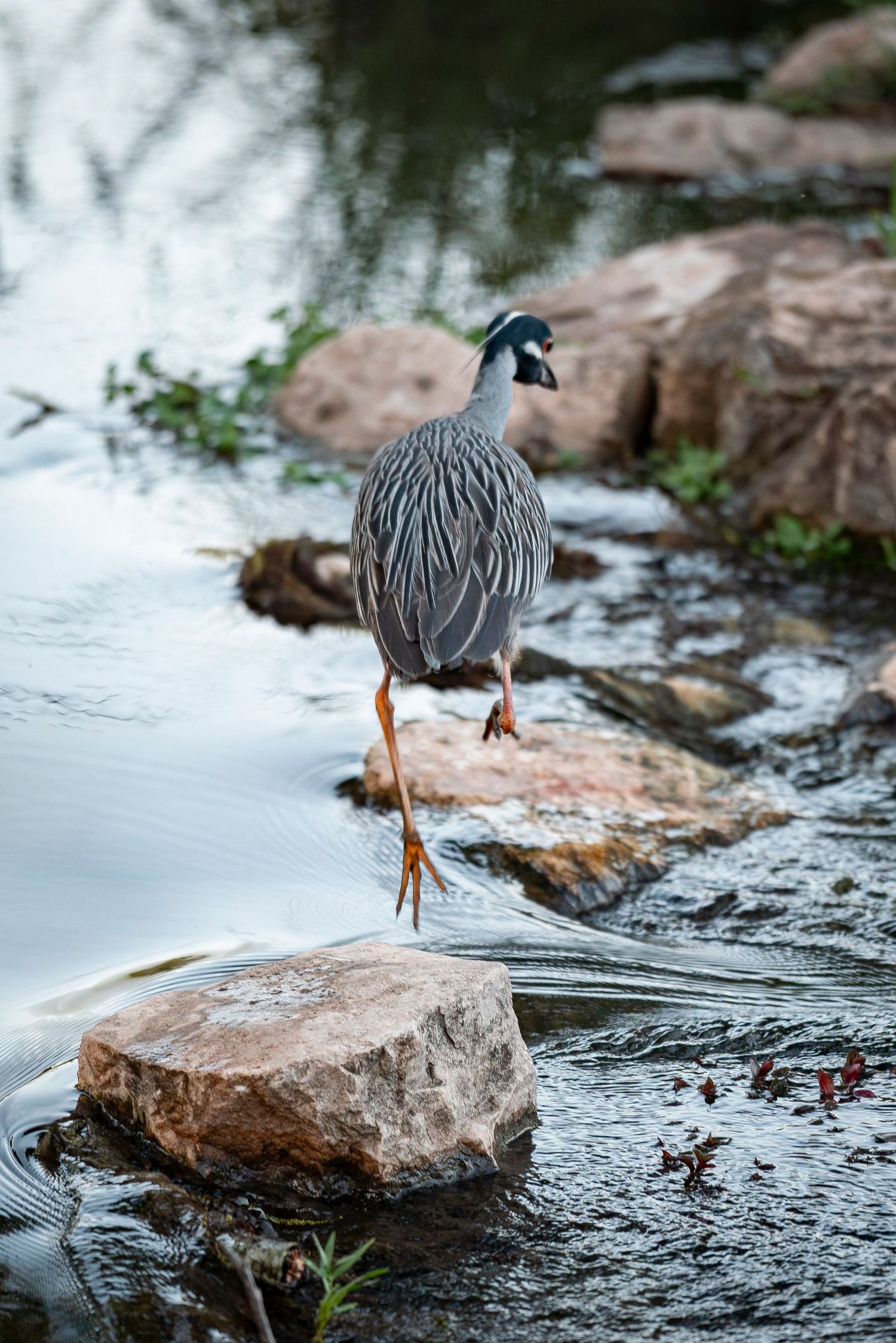 Bird jumping between rocks