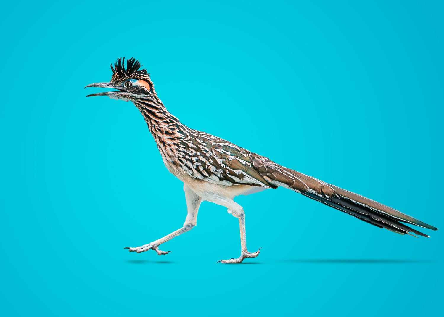 Road runner against blue background