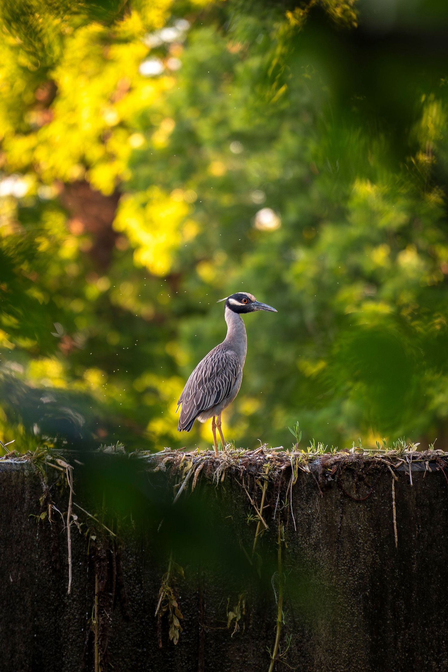 Bird standing on dam