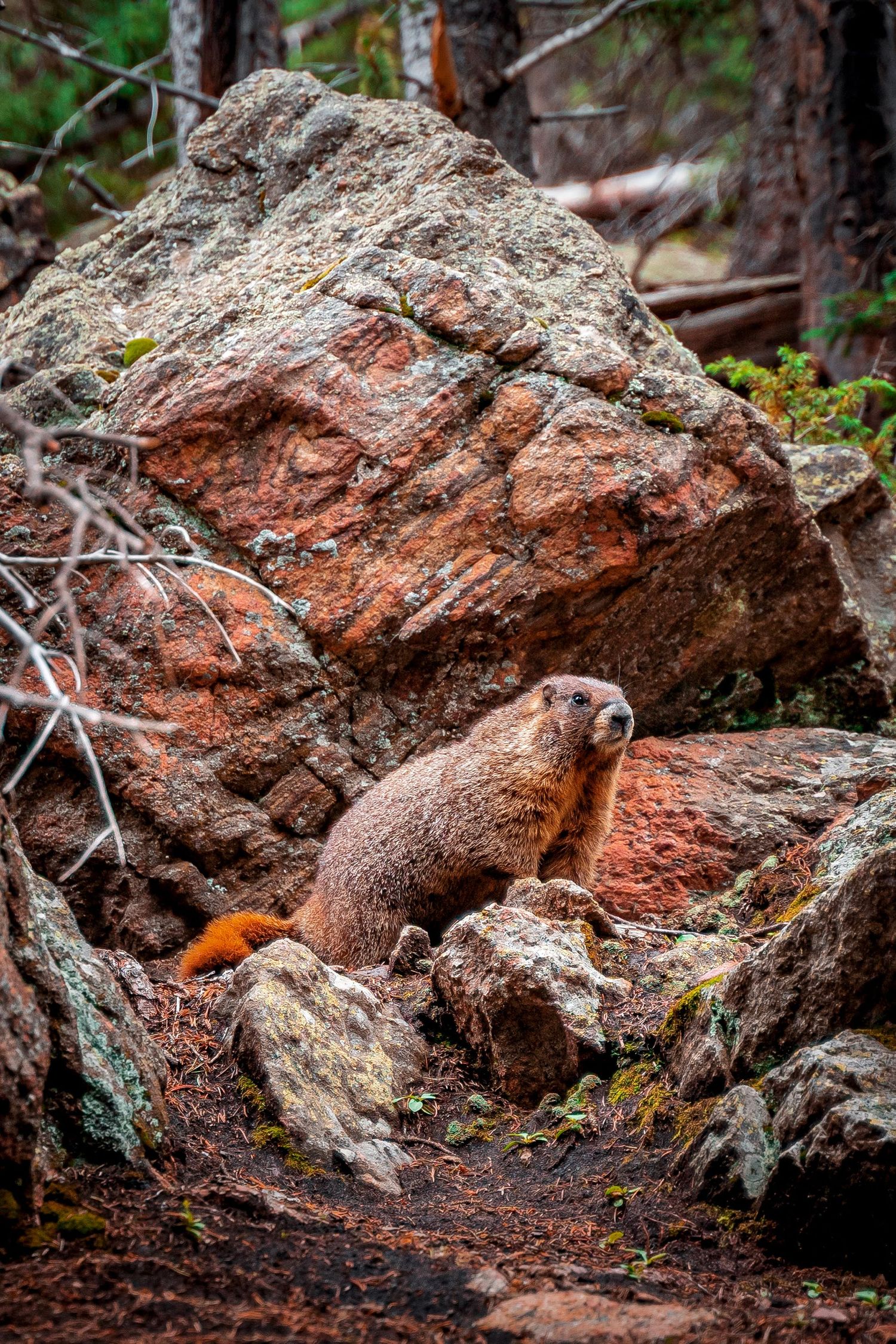 Marmot standing on rock