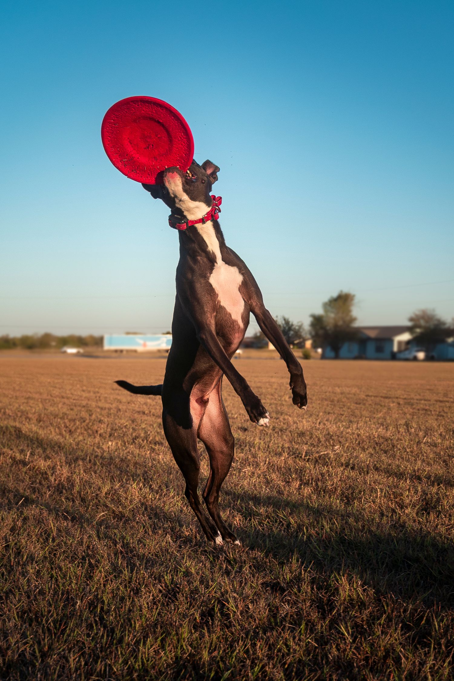 Dog jumping and catching red frisbee
