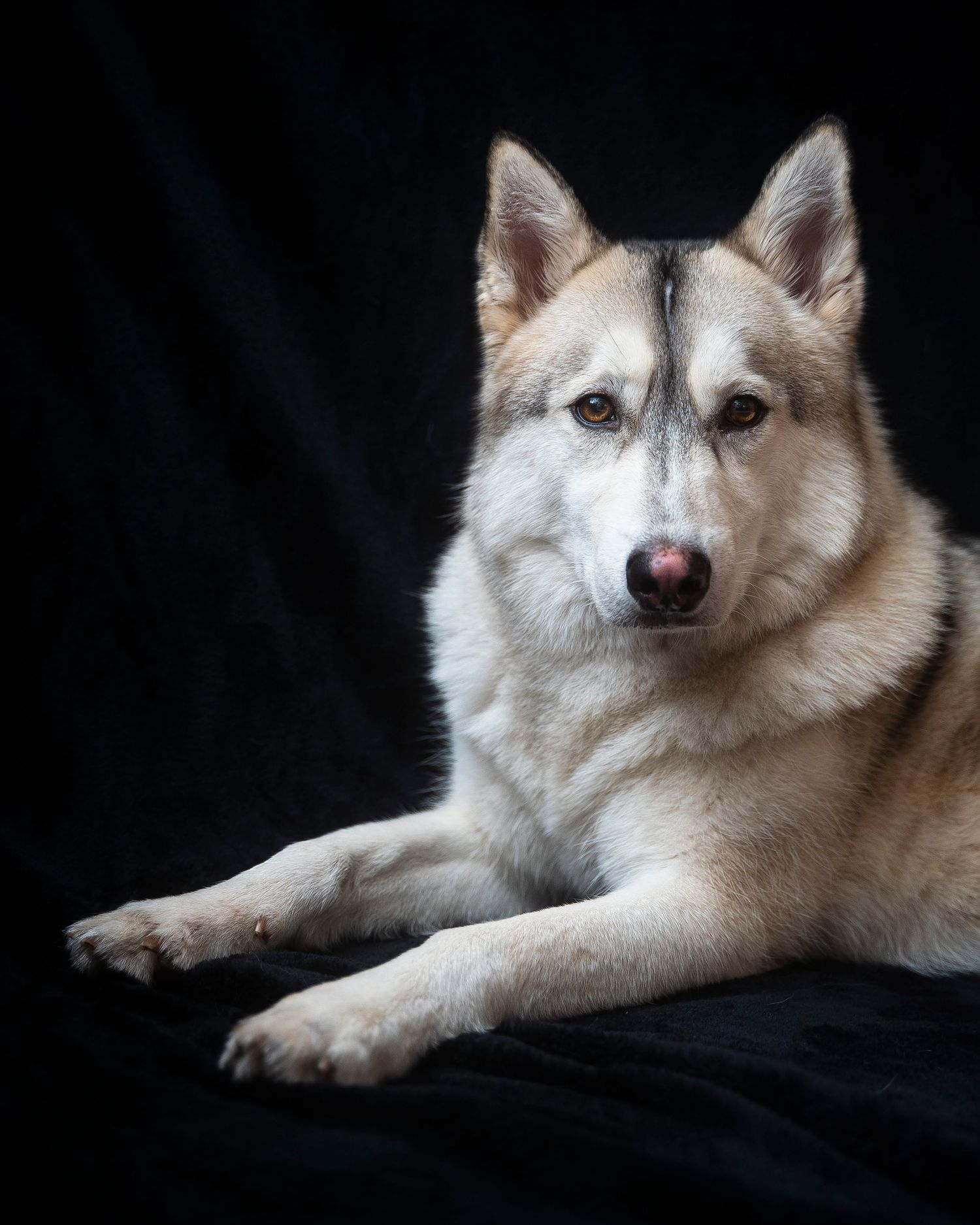 Studio photo of dog looking at camera in a studio with black background