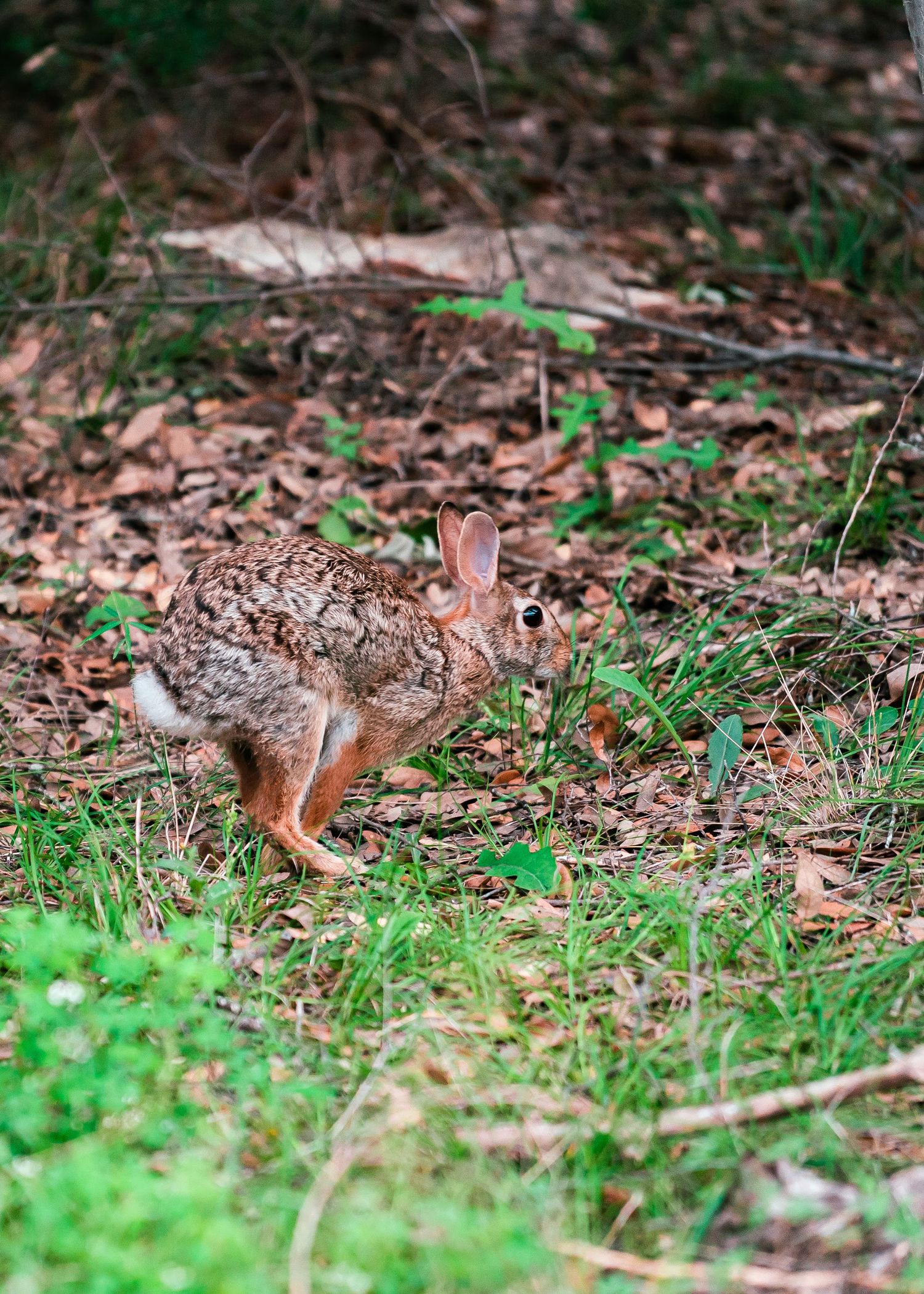 Bunny running