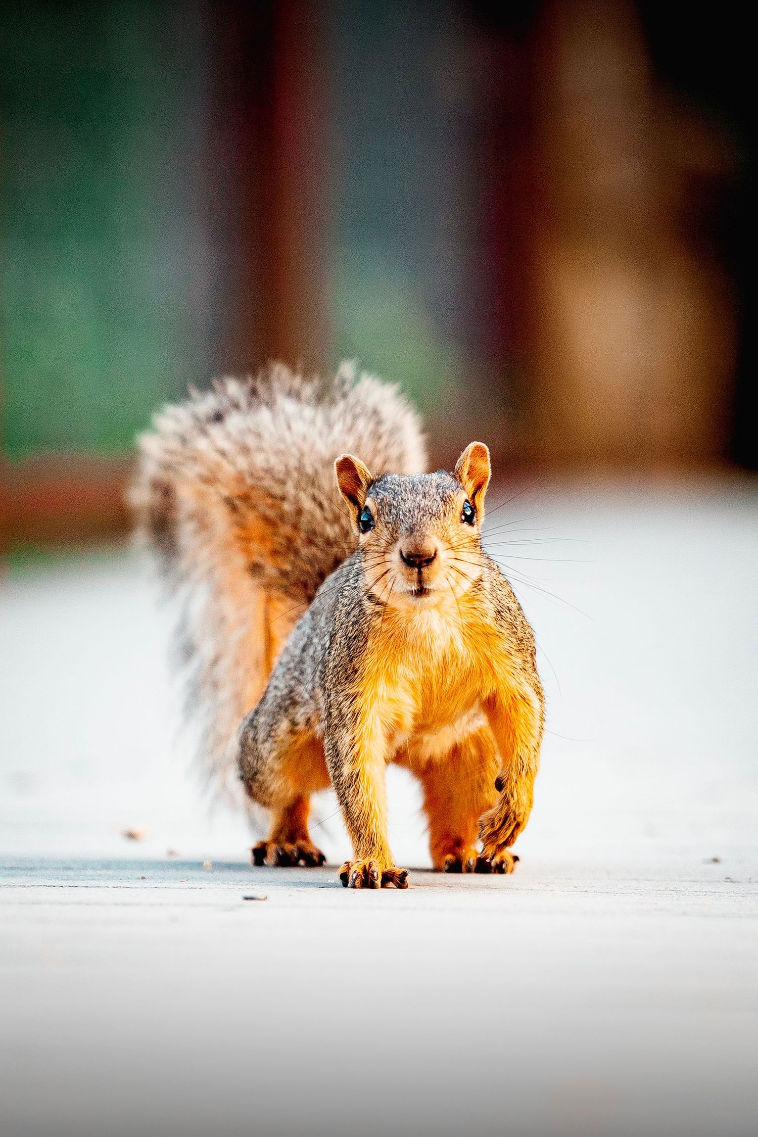 Squirrel looking at camera