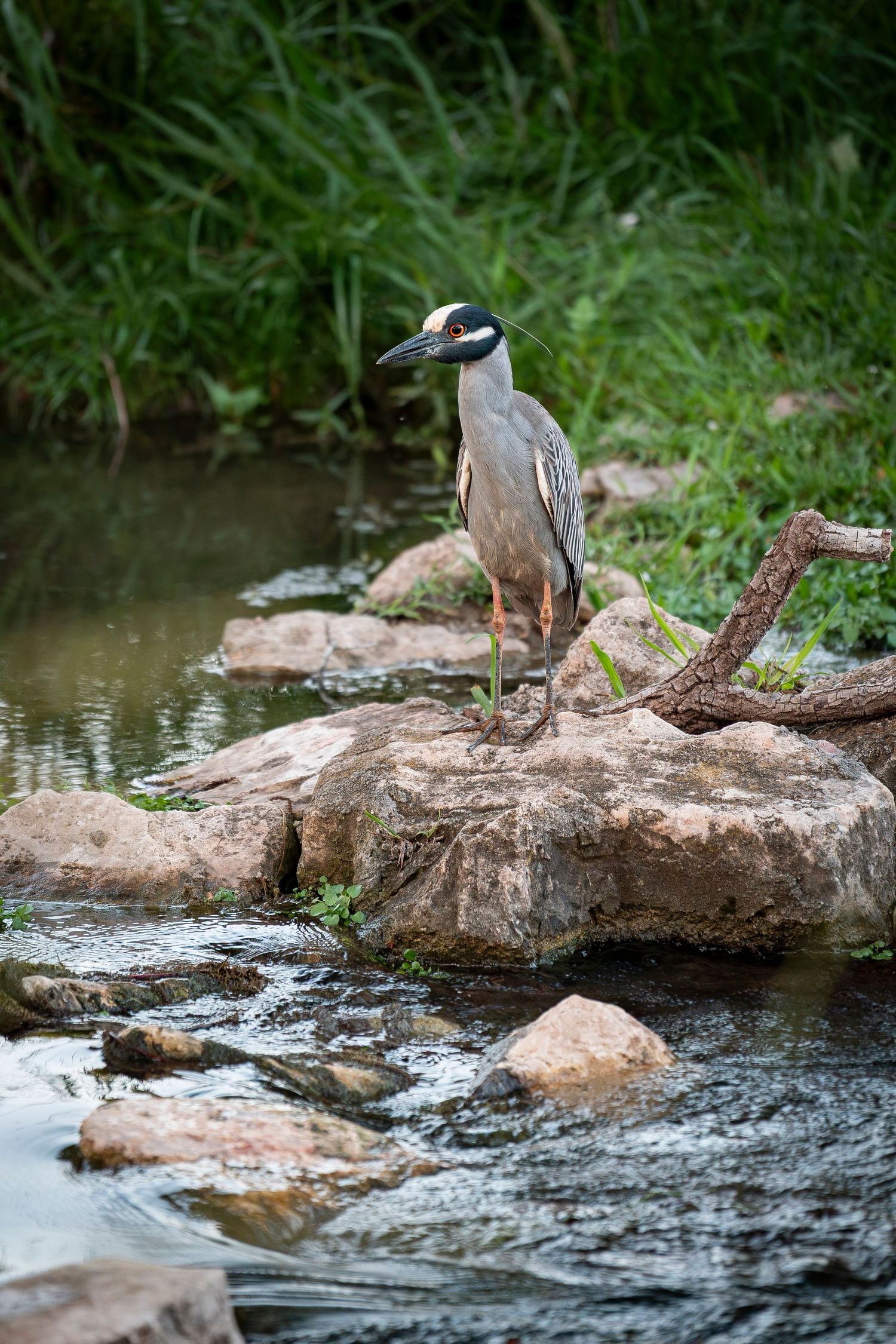Bird standing on a rock