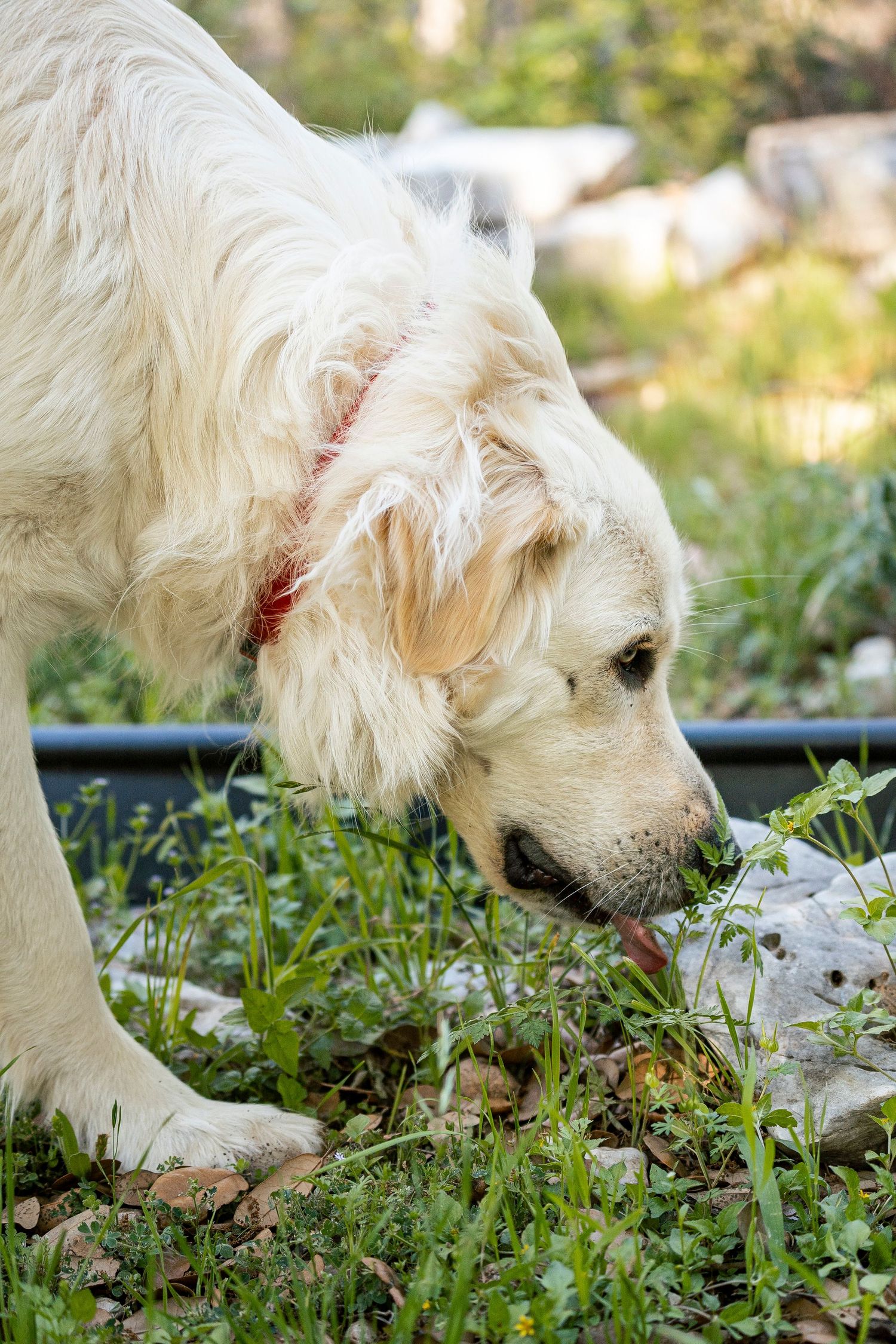 White Dog licking rock