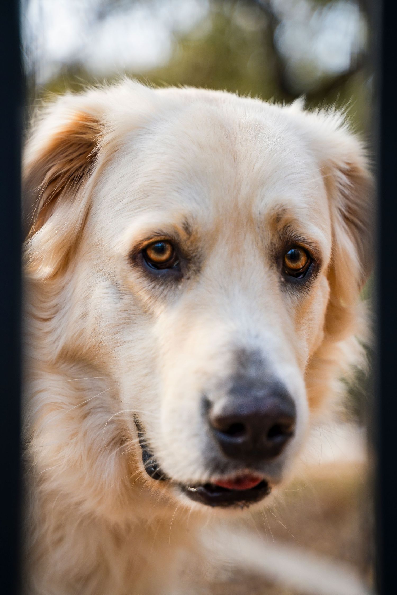 Closeup portrait of white dog looking at camera